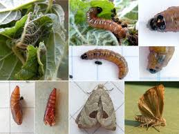 Attēlu rezultāti vaicājumam “Notocelia uddmanniana”