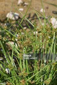 Attēlu rezultāti vaicājumam “Cyperus fuscus”