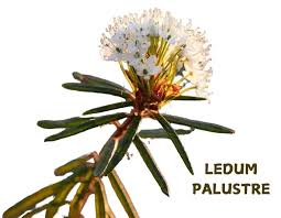 Attēlu rezultāti vaicājumam “Ledum palustre fruit”