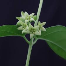 Attēlu rezultāti vaicājumam “Vincetoxicum hirundinaria”