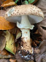 Attēlu rezultāti vaicājumam “Enerthenema papillatum young”