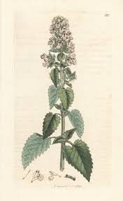Image result for Nepeta cataria