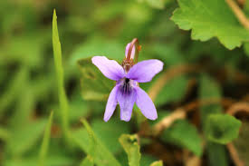 Attēlu rezultāti vaicājumam “Viola reichenbachiana flower”