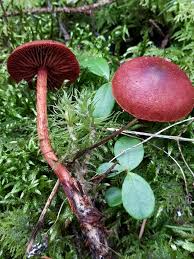 Attēlu rezultāti vaicājumam “Cortinarius sanguineus”