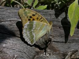 Attēlu rezultāti vaicājumam “Argynnis paphia pupa”