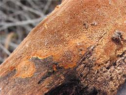 Attēlu rezultāti vaicājumam “Phellinus ferruginosus”