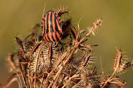 Attēlu rezultāti vaicājumam “Graphosoma lineatum imago”