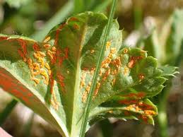 Attēlu rezultāti vaicājumam “Trachyspora intrusa”