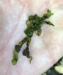 Attēlu rezultāti vaicājumam “Pseudotaxiphyllum elegans”