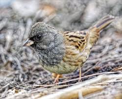 Image result for Emberiza spodocephala