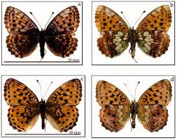 Attēlu rezultāti vaicājumam “Brenthis ino”