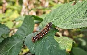 Attēlu rezultāti vaicājumam “Euproctis similis larva”
