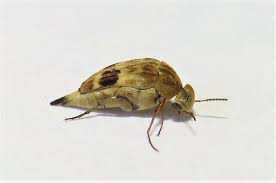 Attēlu rezultāti vaicājumam “Mordella sp.”