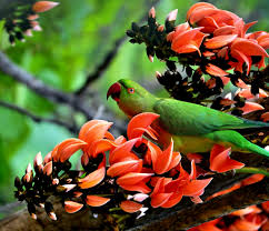 Image result for Psittacula krameri