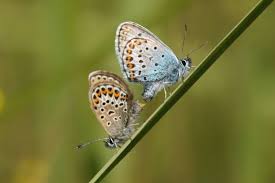 Attēlu rezultāti vaicājumam “Plebejus argus male”