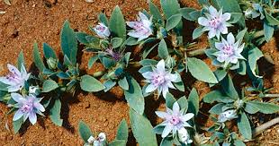 Attēlu rezultāti vaicājumam “Elatinaceae”