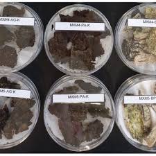 Attēlu rezultāti vaicājumam “Oligonema flavidum spores”