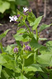 Attēlu rezultāti vaicājumam “Lunaria rediviva flower”
