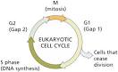 CELL DIVISION: BINARY FISSION AND MITOSIS