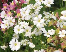 Attēlu rezultāti vaicājumam “Gypsophila fastigiata bud”