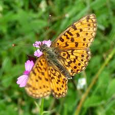 Attēlu rezultāti vaicājumam “Clossiana euphrosyne”