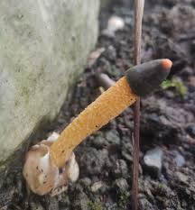 Attēlu rezultāti vaicājumam “Mutinus caninus”