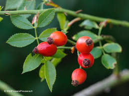 Image result for Rosa canina