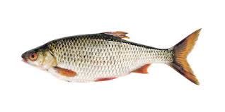 Image result for Rutilus rutilus