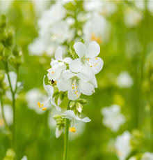 Image result for Polemonium coeruleum album