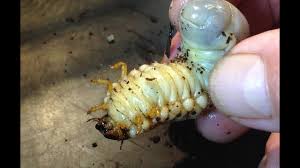 Attēlu rezultāti vaicājumam “Oryctes nasicornis larva”