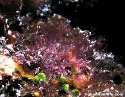 Attēlu rezultāti vaicājumam “Ceramium sp.”