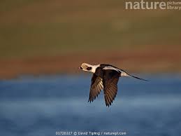 Attēlu rezultāti vaicājumam “Clangula hyemalis male”