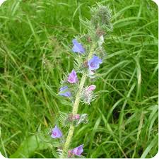 Attēlu rezultāti vaicājumam “Echium vulgare flower”