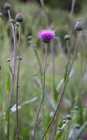 Attēlu rezultāti vaicājumam “Cirsium heterophyllum flower”
