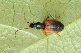 Attēlu rezultāti vaicājumam “Anchomenus dorsalis”