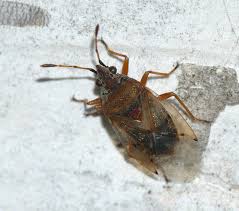 Attēlu rezultāti vaicājumam “Kleidocerys resedae”