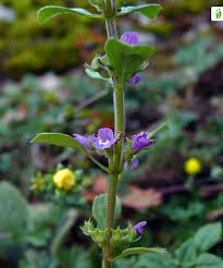 Attēlu rezultāti vaicājumam “Acinos arvensis flower”