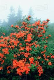 Attēlu rezultāti vaicājumam “Rhododendron calendulaceum flower”