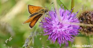Attēlu rezultāti vaicājumam “Pieris napi female”