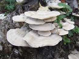 Attēlu rezultāti vaicājumam “Trametes”