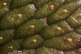 Attēlu rezultāti vaicājumam “Conocephalum salebrosum”