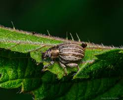 Attēlu rezultāti vaicājumam “Philopedon plagiatum”