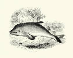 Image result for Phocoena phocoena