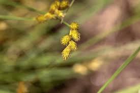 Attēlu rezultāti vaicājumam “Carex leporina”