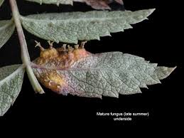 Attēlu rezultāti vaicājumam “Gymnosporangium cornutum”