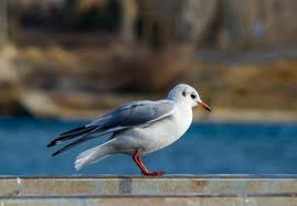 Image result for Chroicocephalus ridibundus