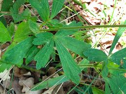 Attēlu rezultāti vaicājumam “Anemone sylvestris leaf”