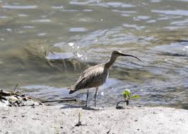 Attēlu rezultāti vaicājumam “Numenius phaeopus adult”