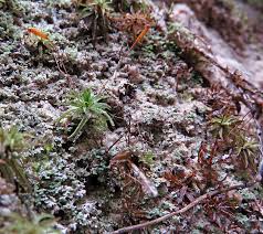 Attēlu rezultāti vaicājumam “Atrichum flavisetum sporophyte”