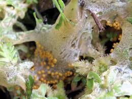 Attēlu rezultāti vaicājumam “Badhamia lilacina plasmodium”